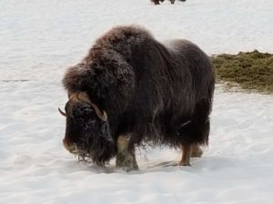 Musk Ox