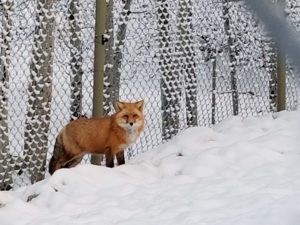 Red Fox