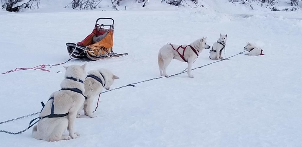 dogsled huskies