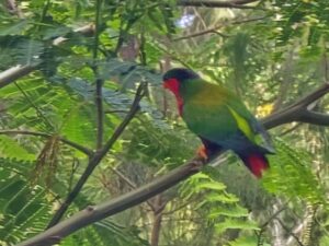 Read more about the article Aranui Day 4 – Community and Color in Rimatara