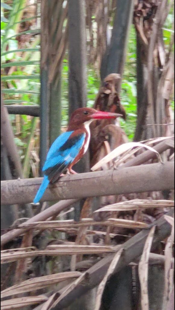 Kingfisher Vietnam