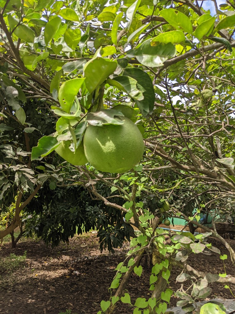 Battambang Farm